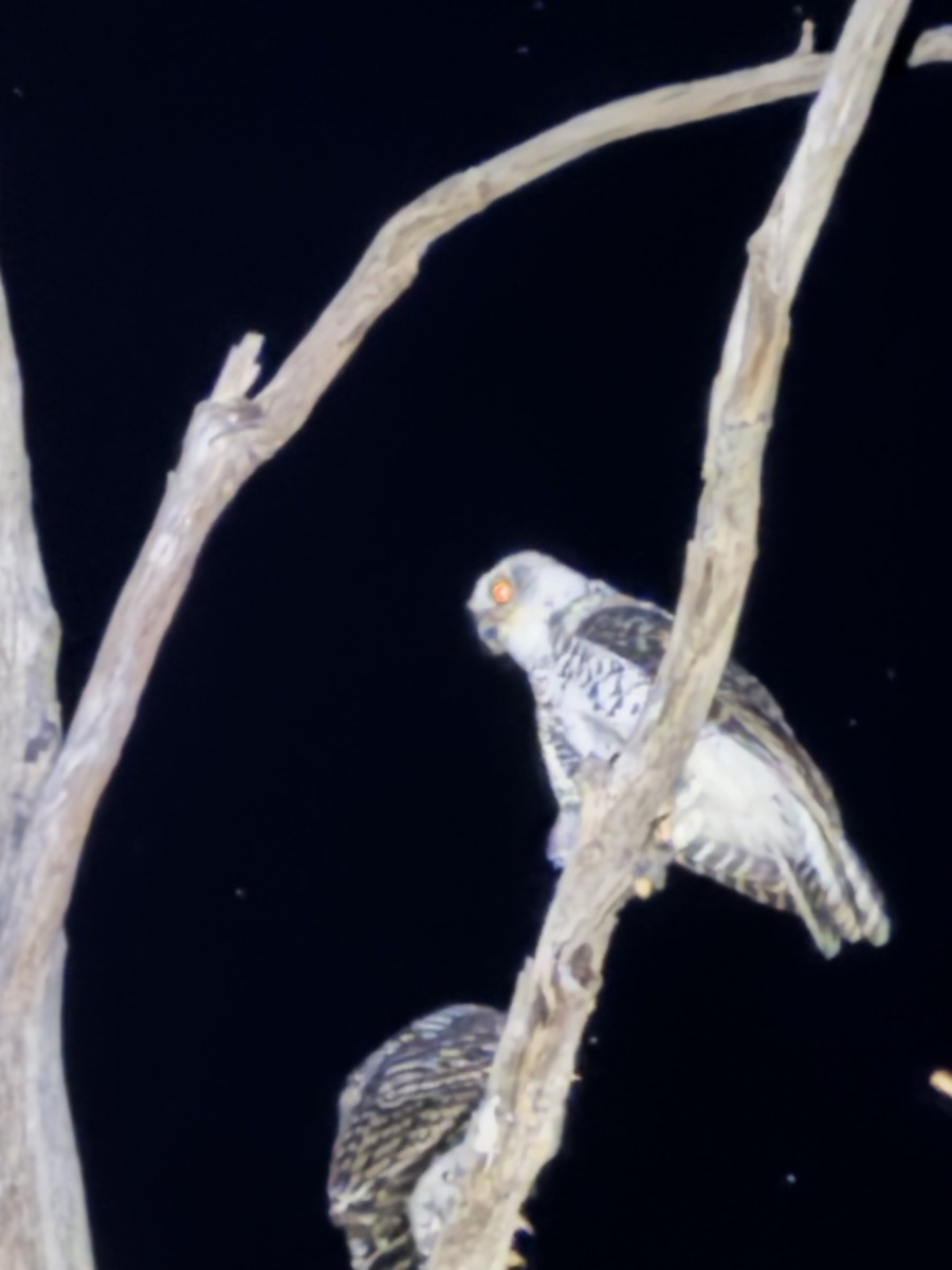 Powerful Owl - ML629634966