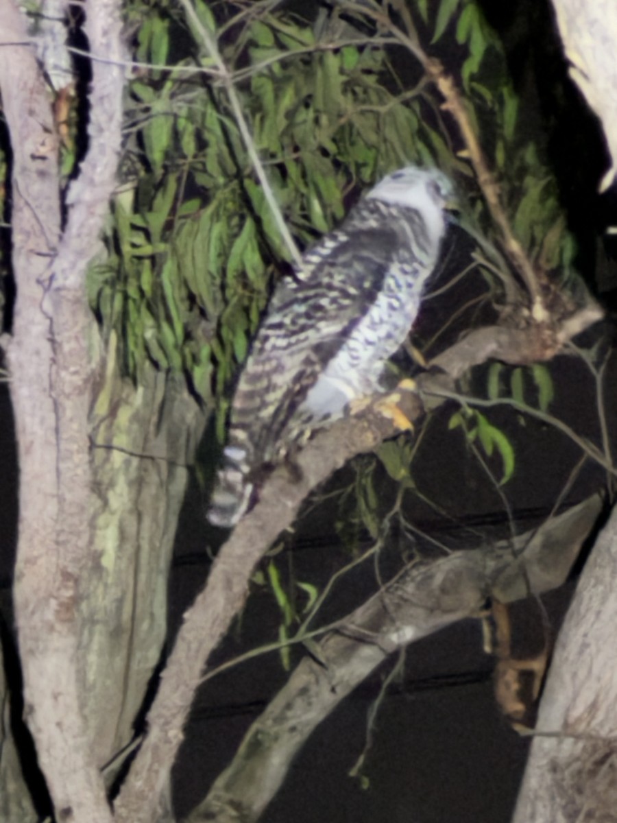 Powerful Owl - ML629634967