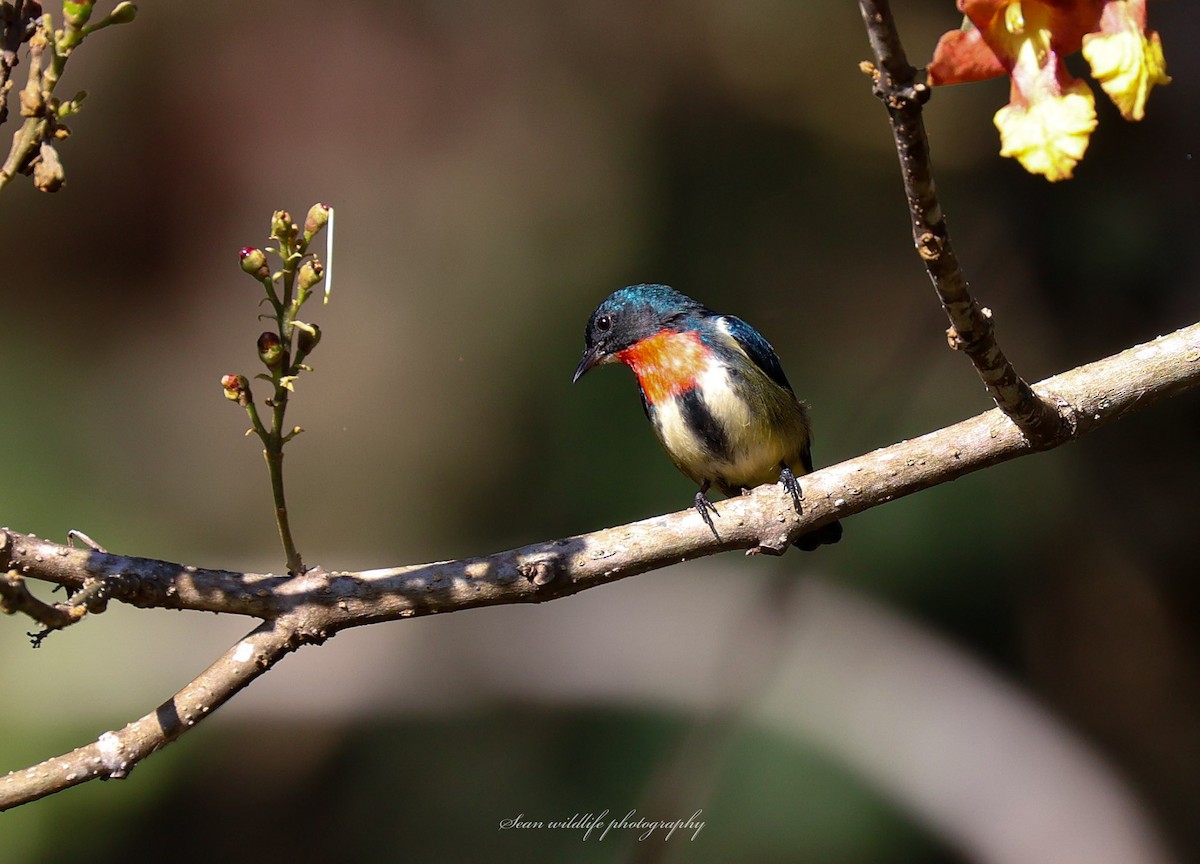 Fire-throated Flowerpecker - ML629635435