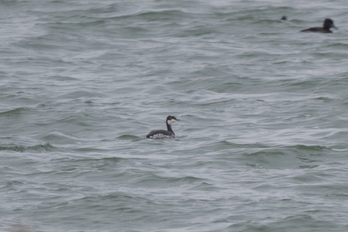 Horned Grebe - ML629635506