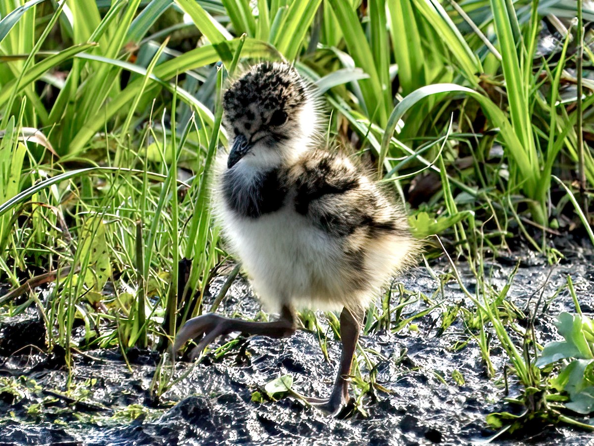 Northern Lapwing - ML629635507