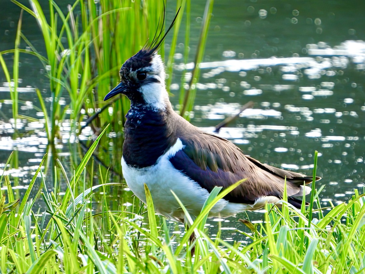 Northern Lapwing - ML629635508