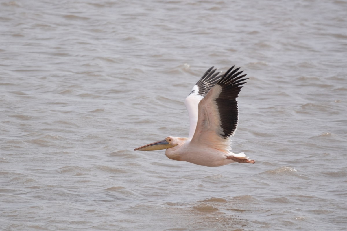 Great White Pelican - ML629635513