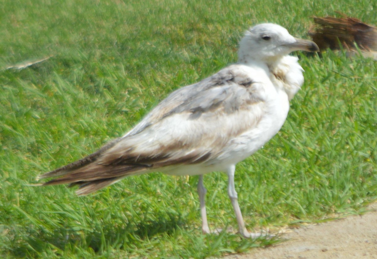 California Gull - ML62963571