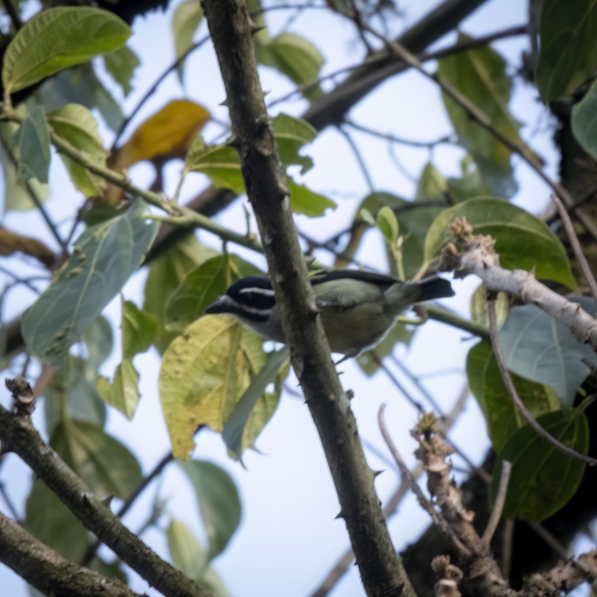 Yellow-rumped Tinkerbird - ML629636457