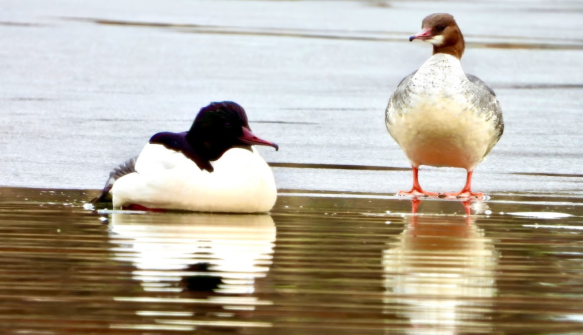 Common Merganser - ML629636477