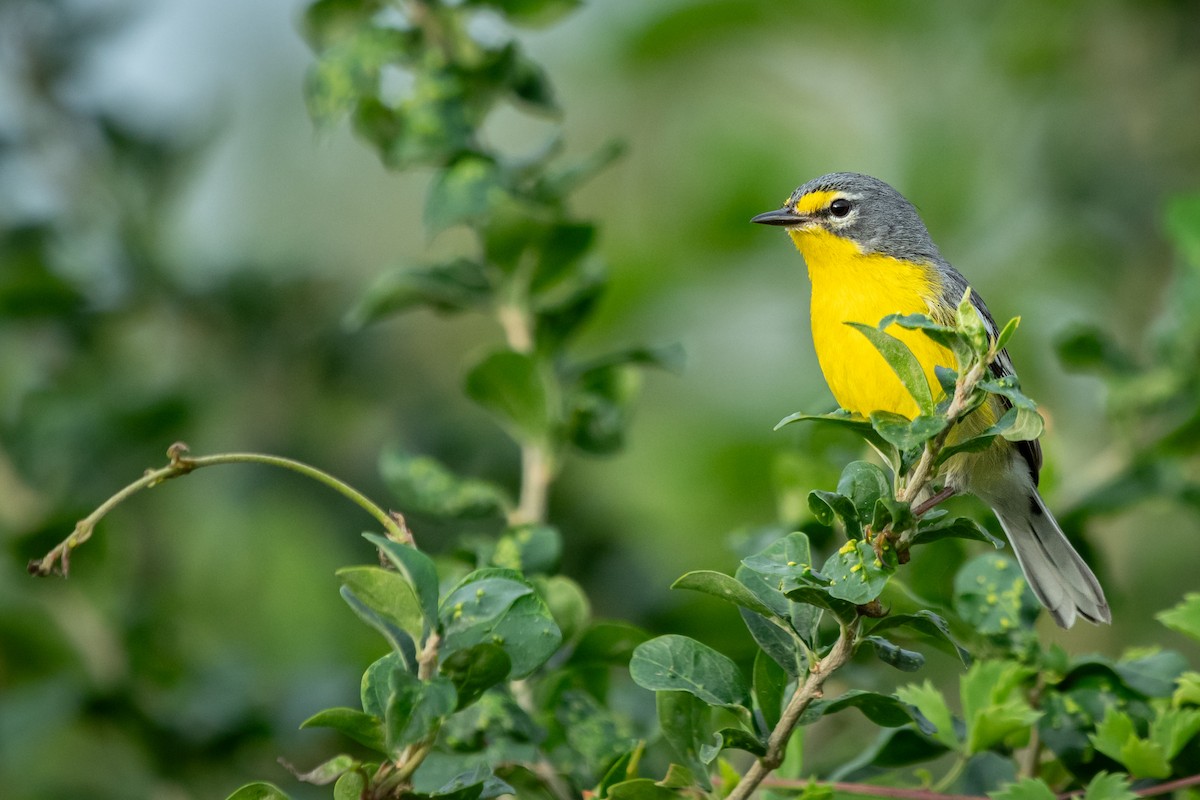Adelaide's Warbler - ML629636494