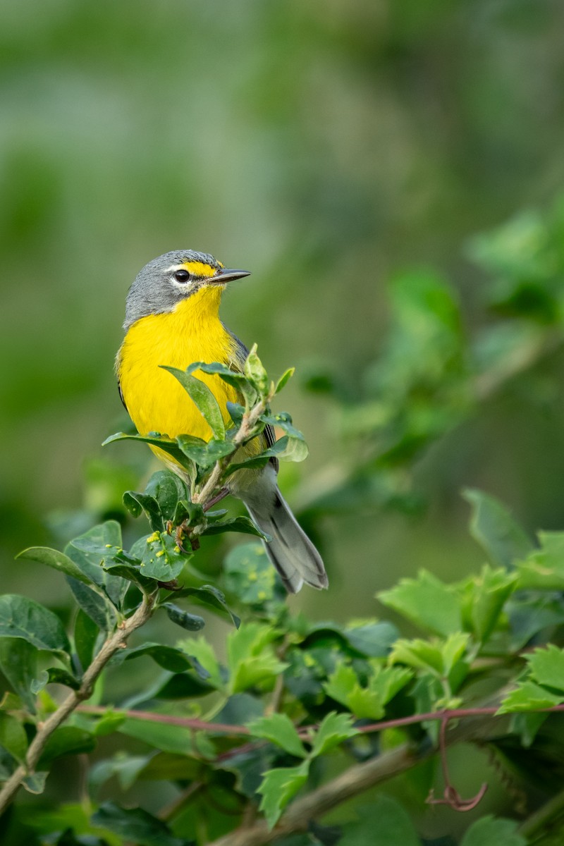 Adelaide's Warbler - ML629636495