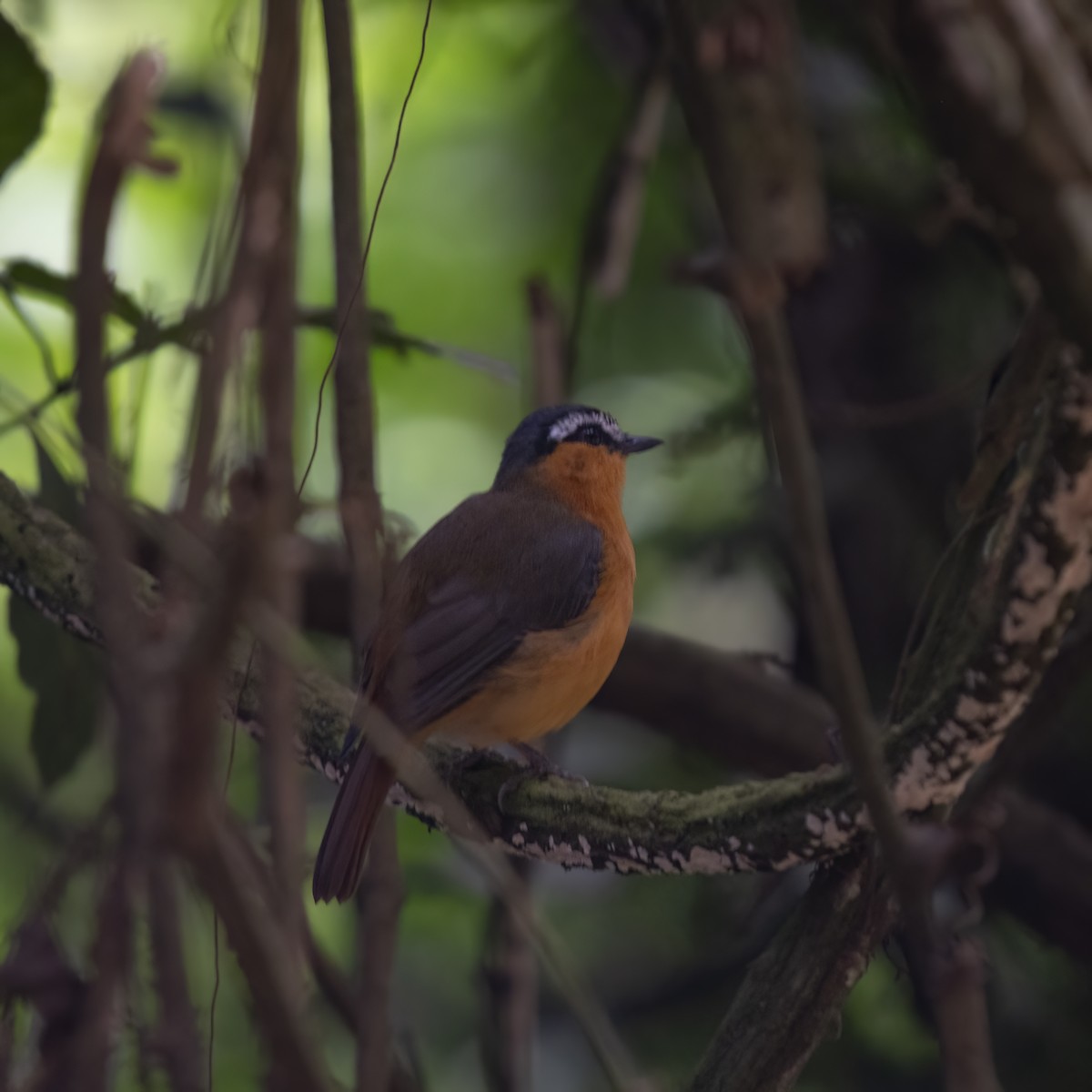 Gray-winged Robin-Chat - ML629636645