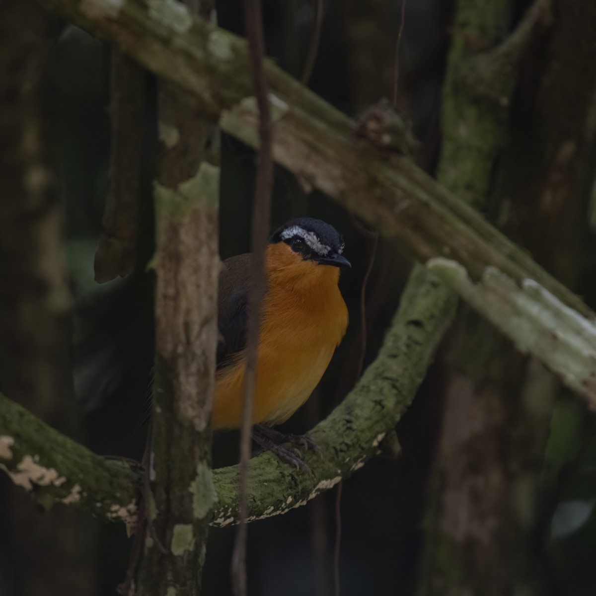 Gray-winged Robin-Chat - ML629636646
