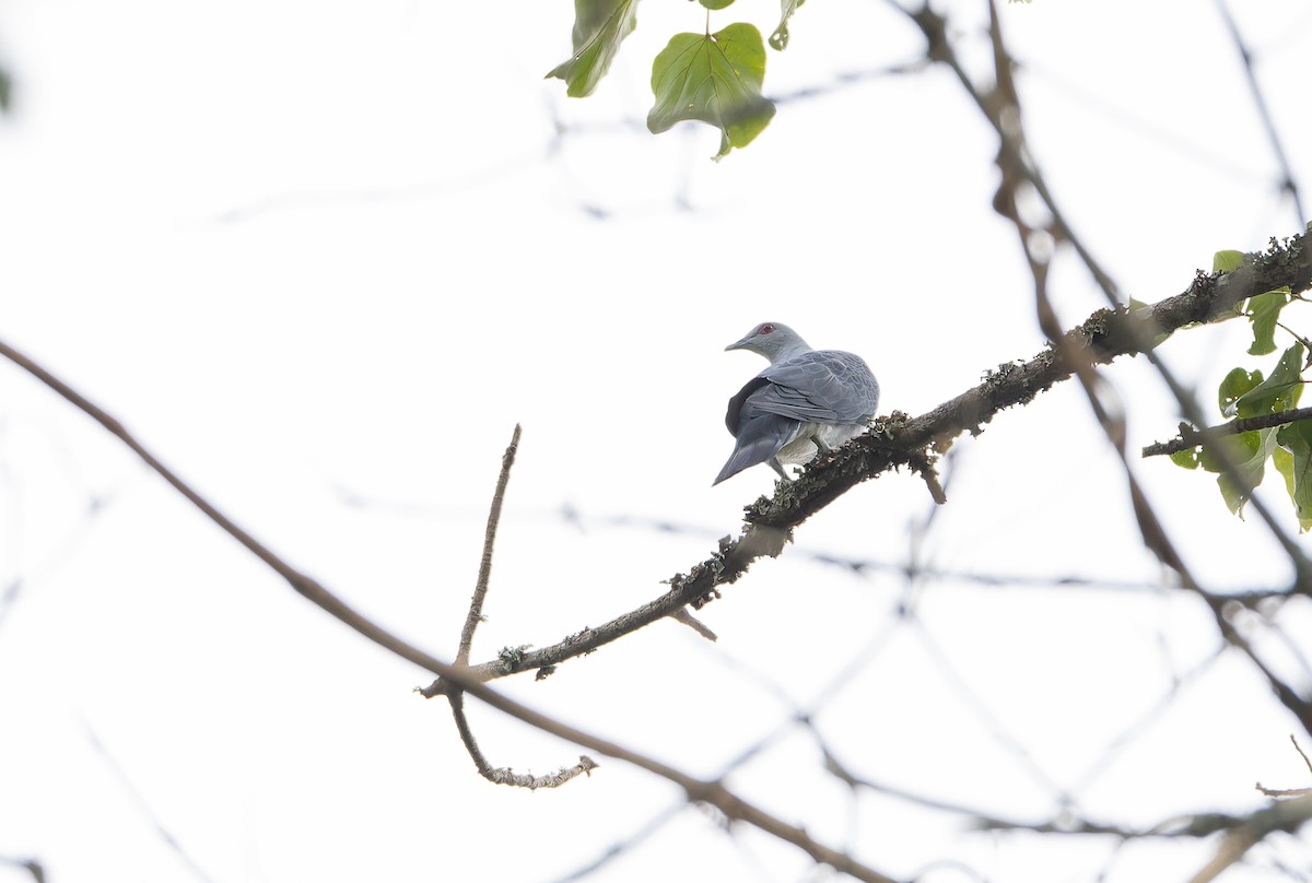 Afep Pigeon - ML629636737