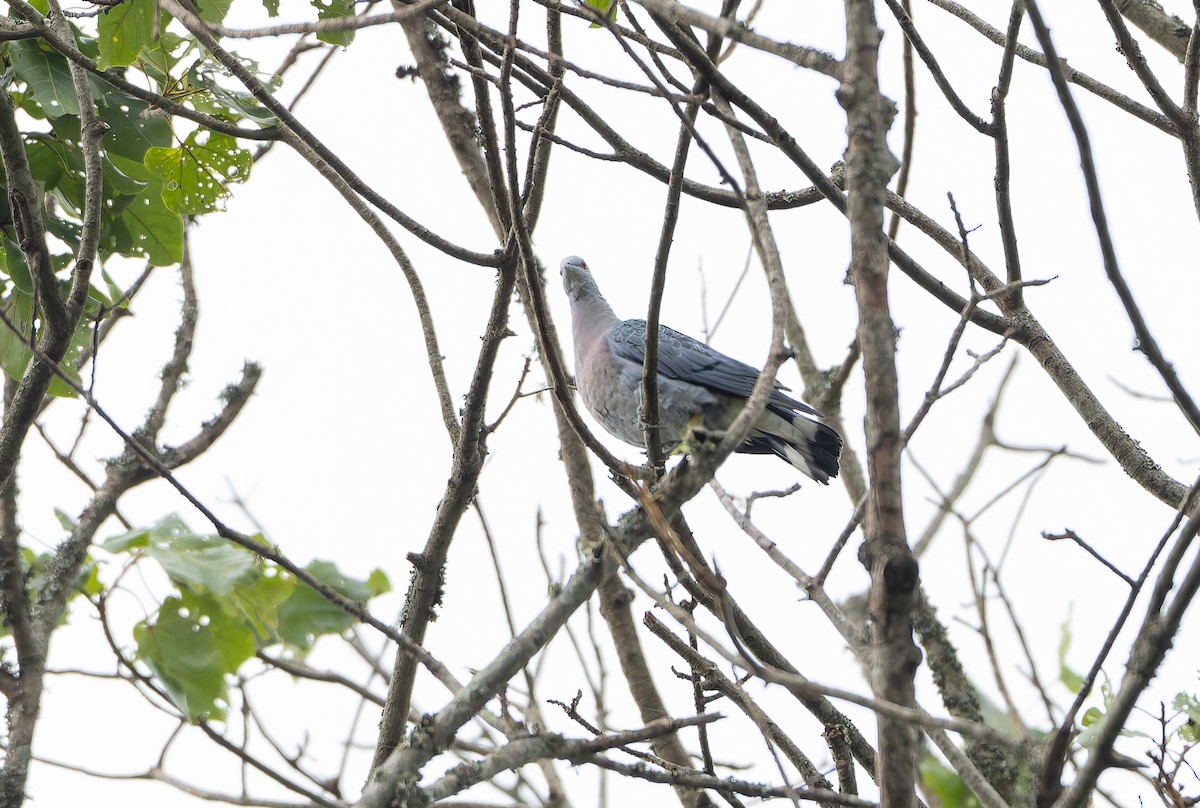 Afep Pigeon - ML629636738