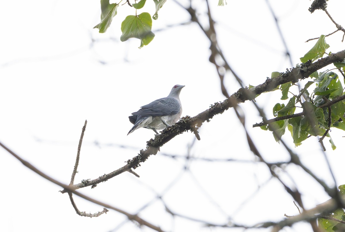 Afep Pigeon - ML629636739