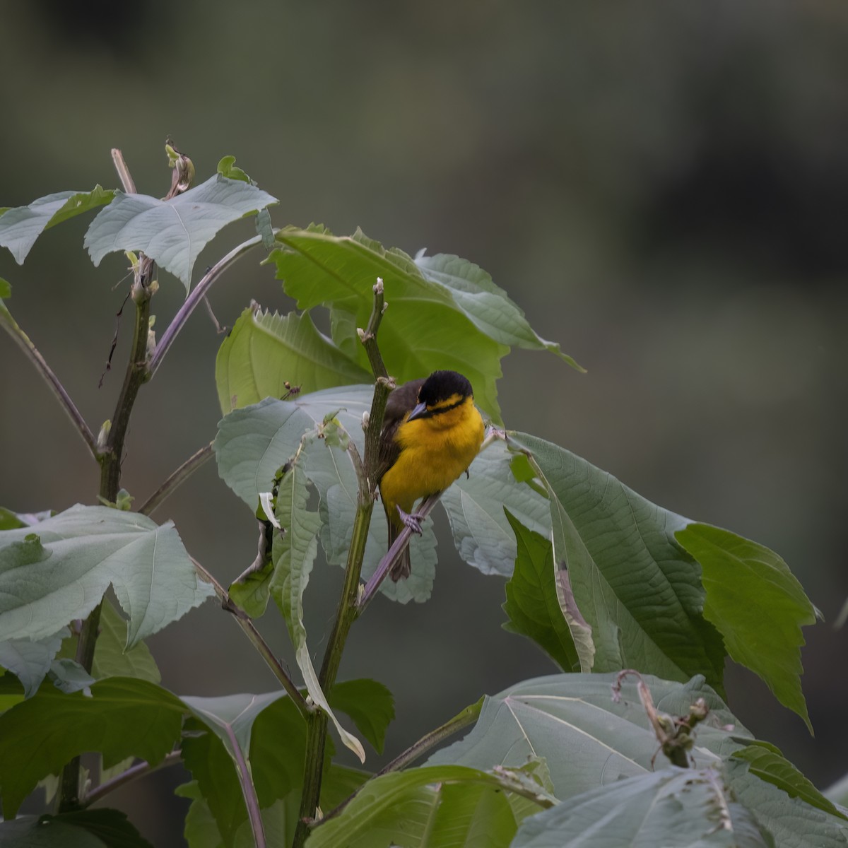 Black-necked Weaver - ML629636772