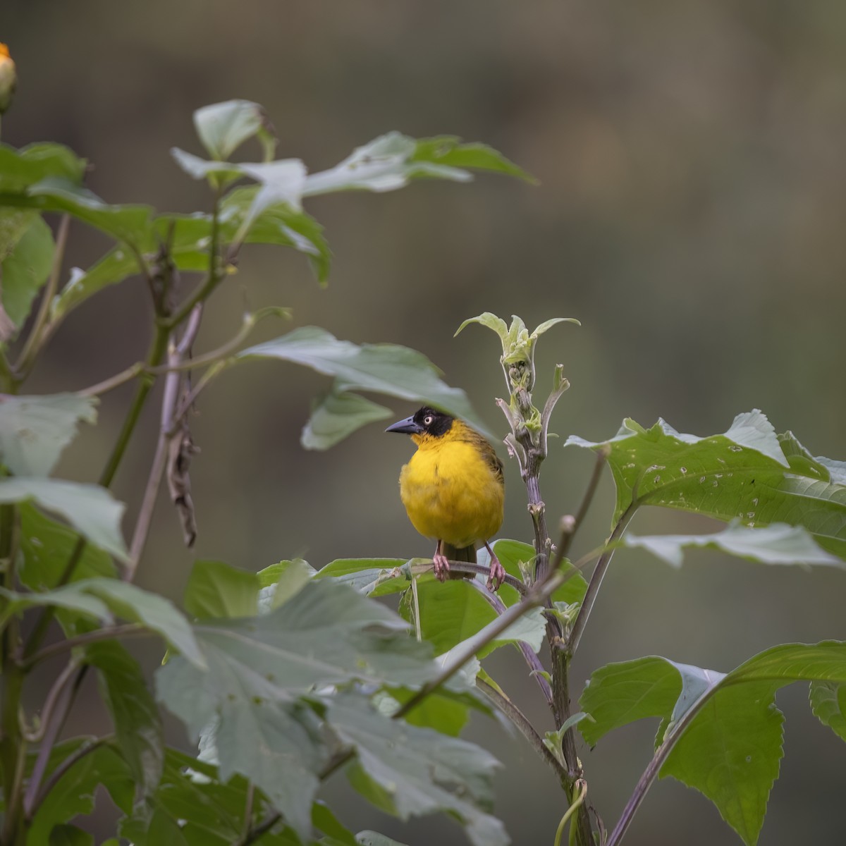 Baglafecht Weaver - ML629636885