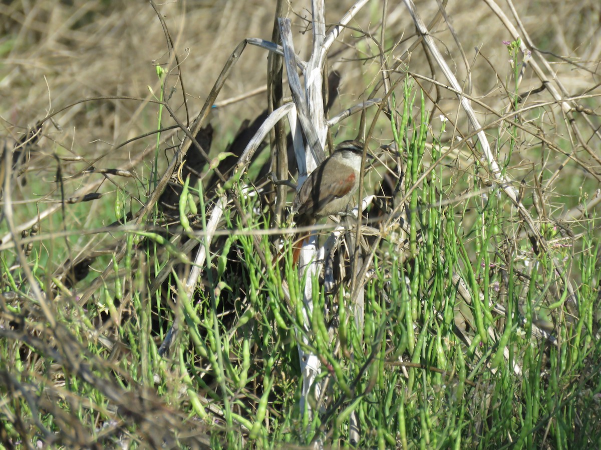 Stripe-crowned Spinetail - ML629637080