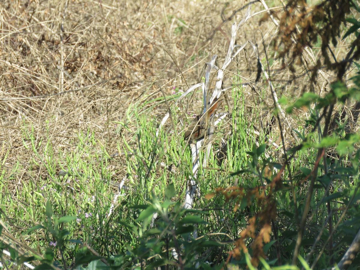 Stripe-crowned Spinetail - ML629637081