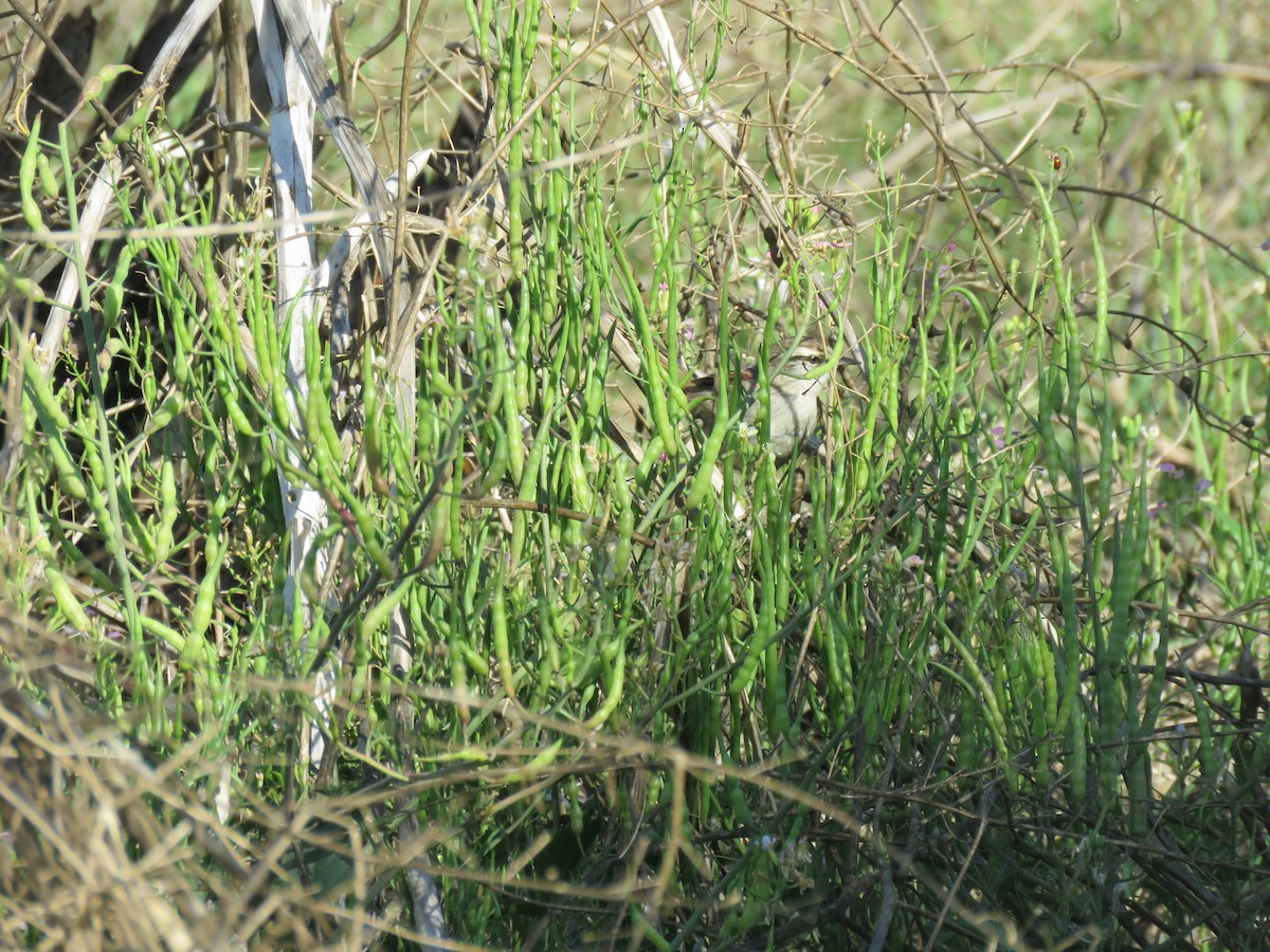 Stripe-crowned Spinetail - ML629637082