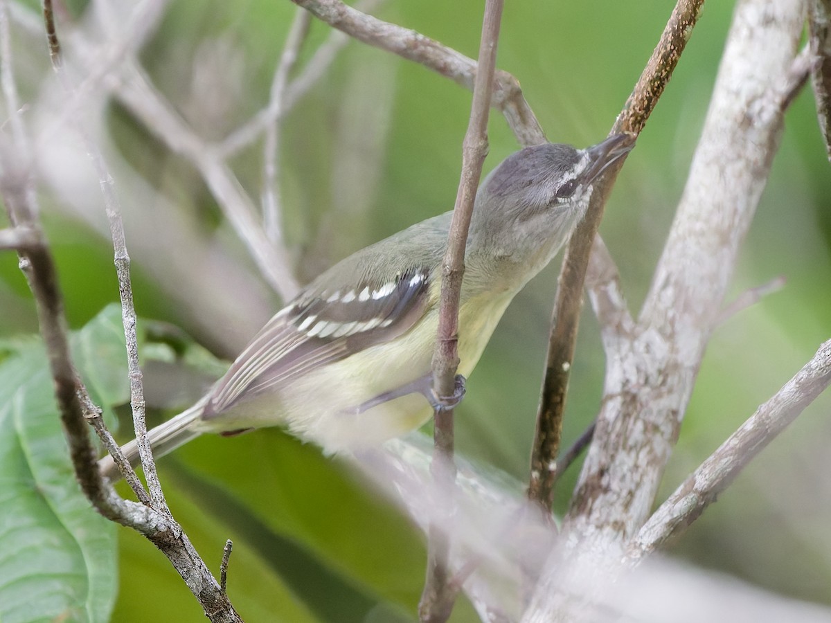 Forest Elaenia - ML629637105
