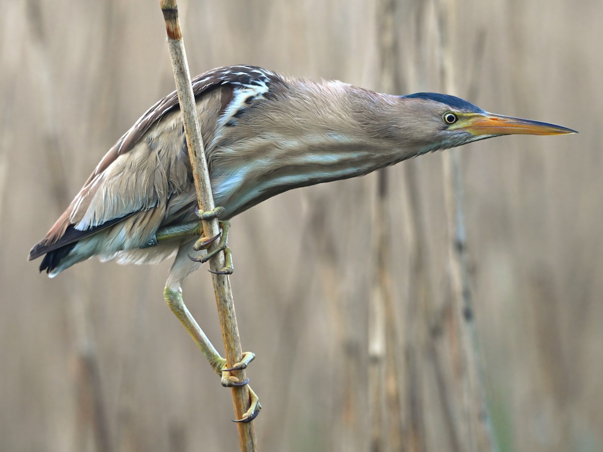 Little Bittern - ML629637116