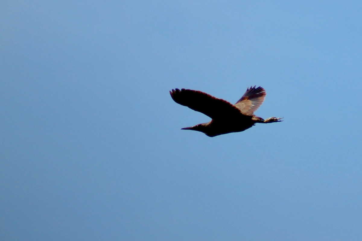 American Bittern - ML62963721