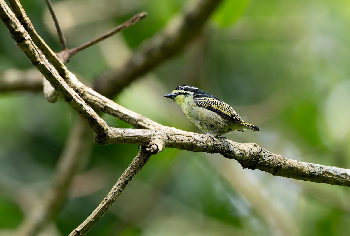 Yellow-throated Tinkerbird - ML629637285