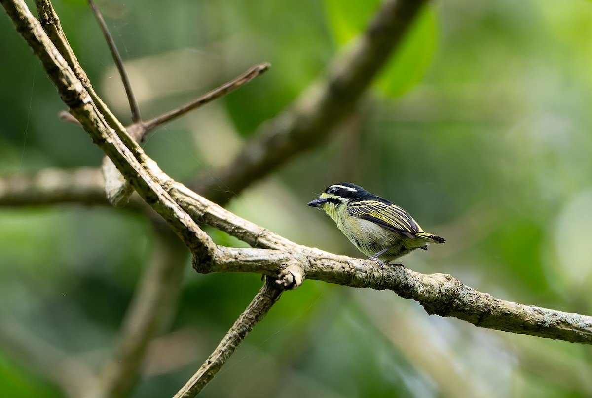 Yellow-throated Tinkerbird - ML629637286