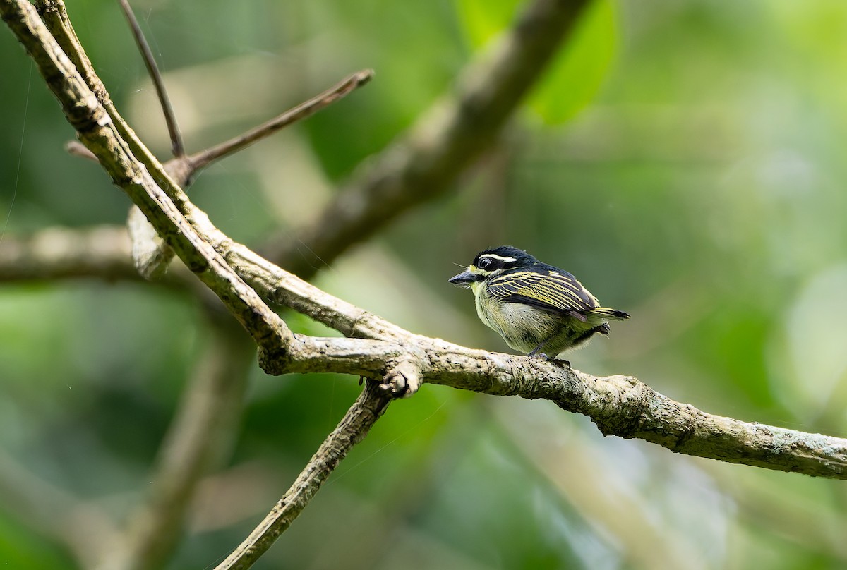 Yellow-throated Tinkerbird - ML629637287