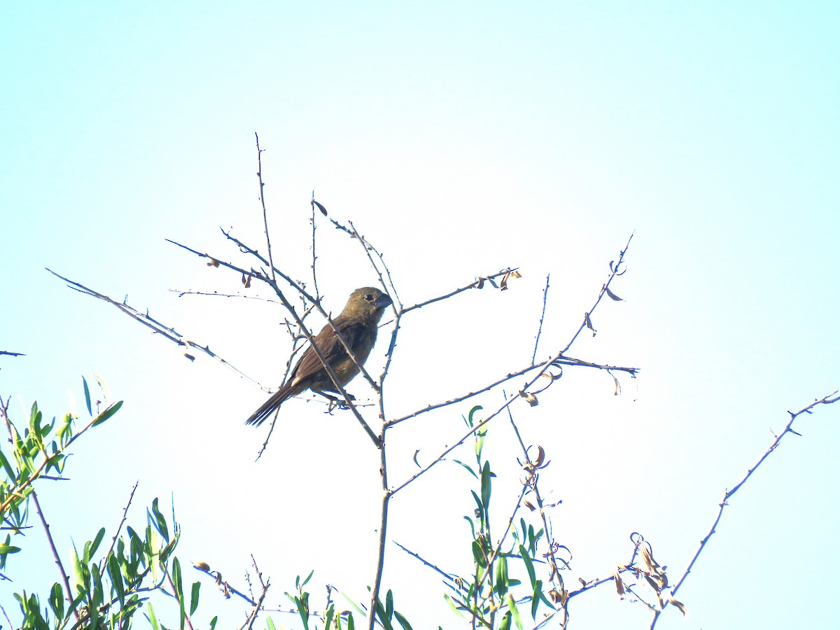 Sporophila sp. - ML629637347