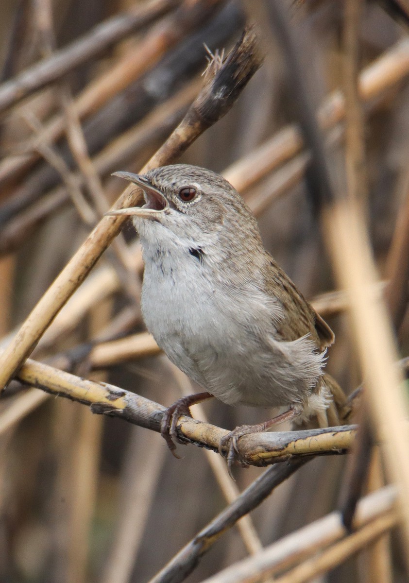 Swamp Grass Babbler - ML629637395