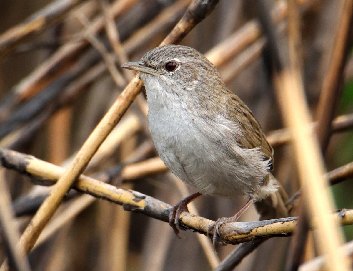 Swamp Grass Babbler - ML629637430