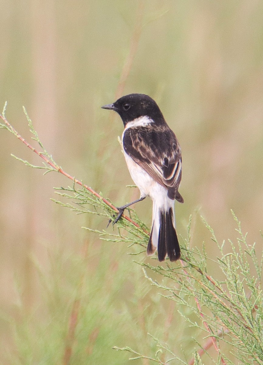 White-tailed Stonechat - ML629637443