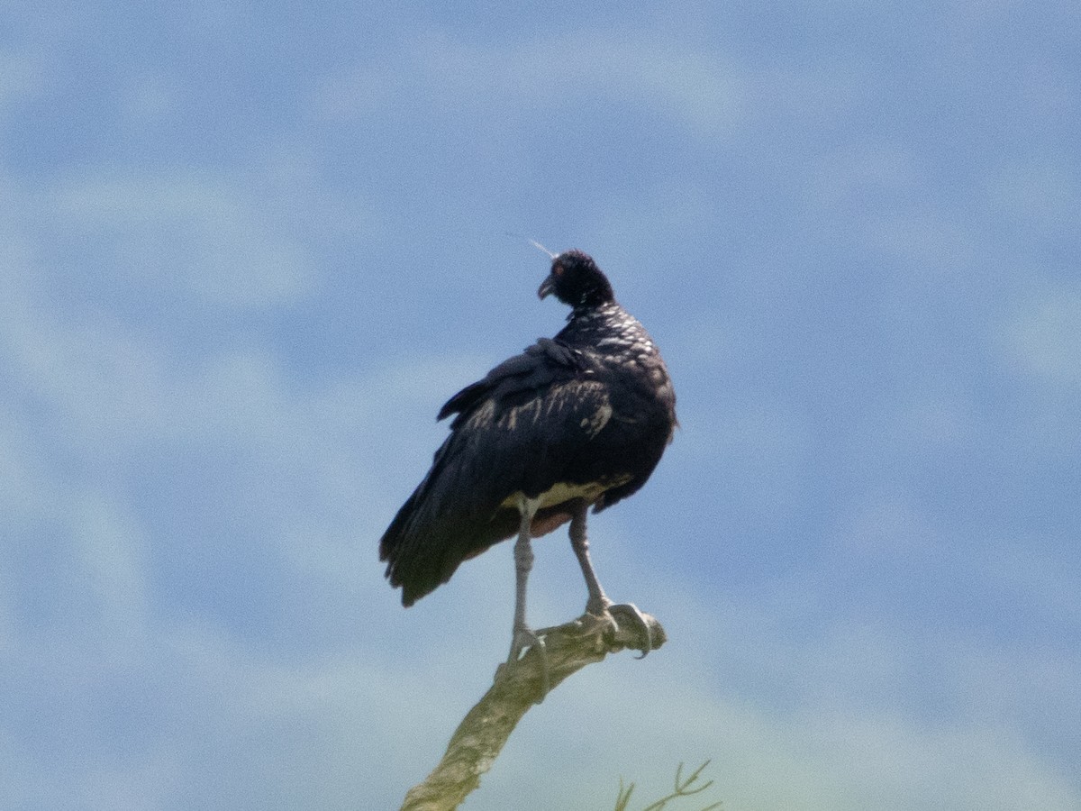 Oihulari adarduna - ML629637473