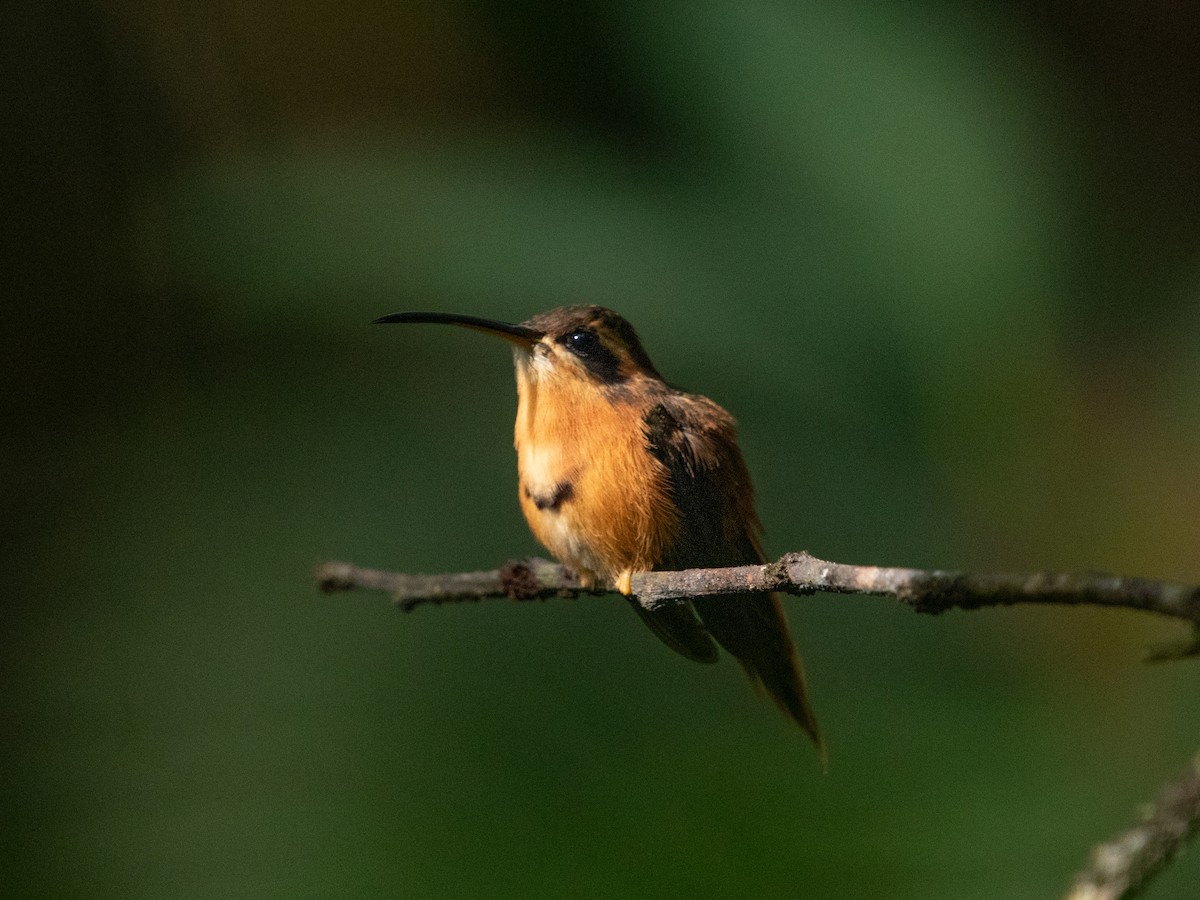 Reddish Hermit - ML629637476