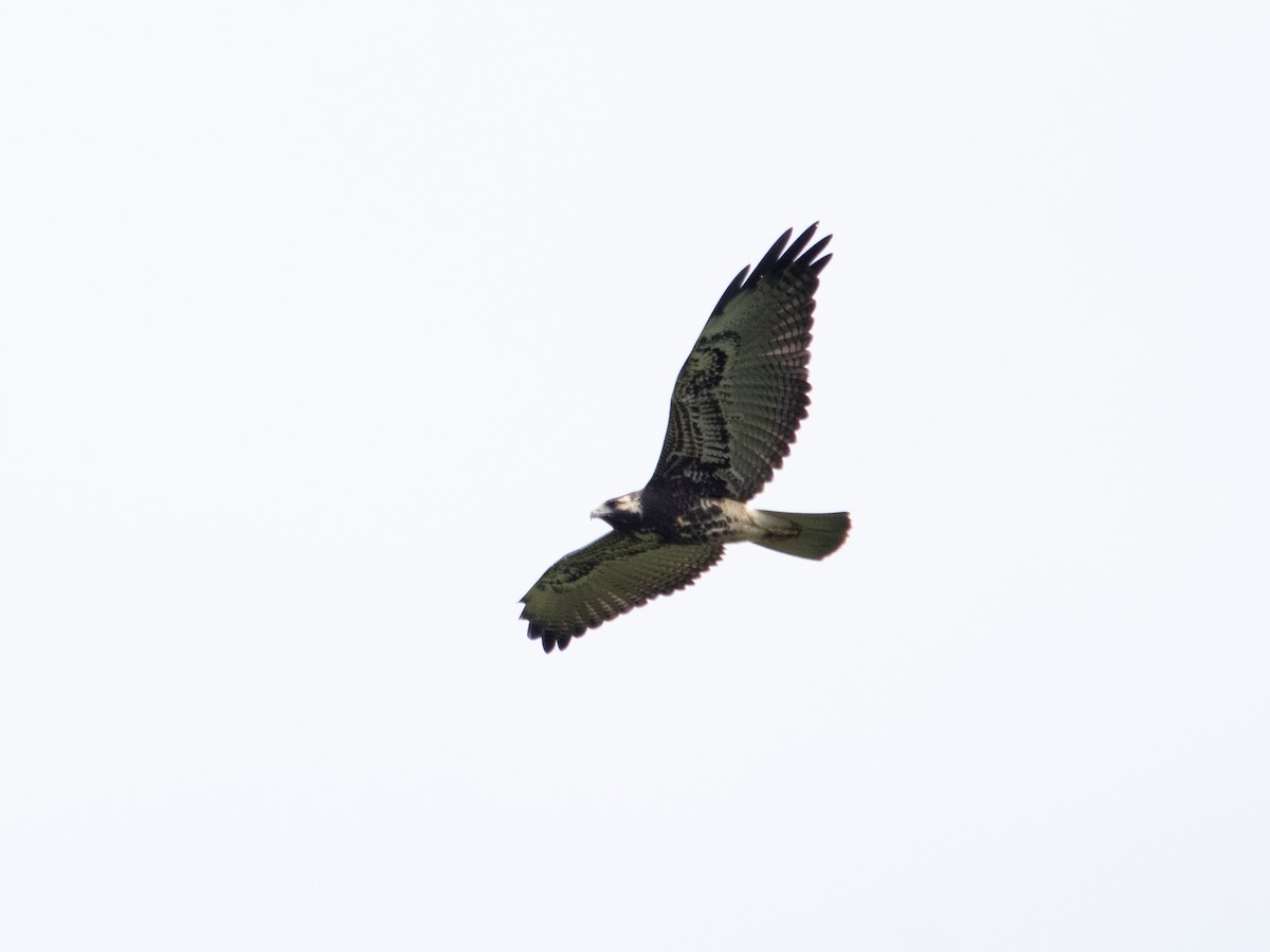 White-tailed Hawk - ML629637487