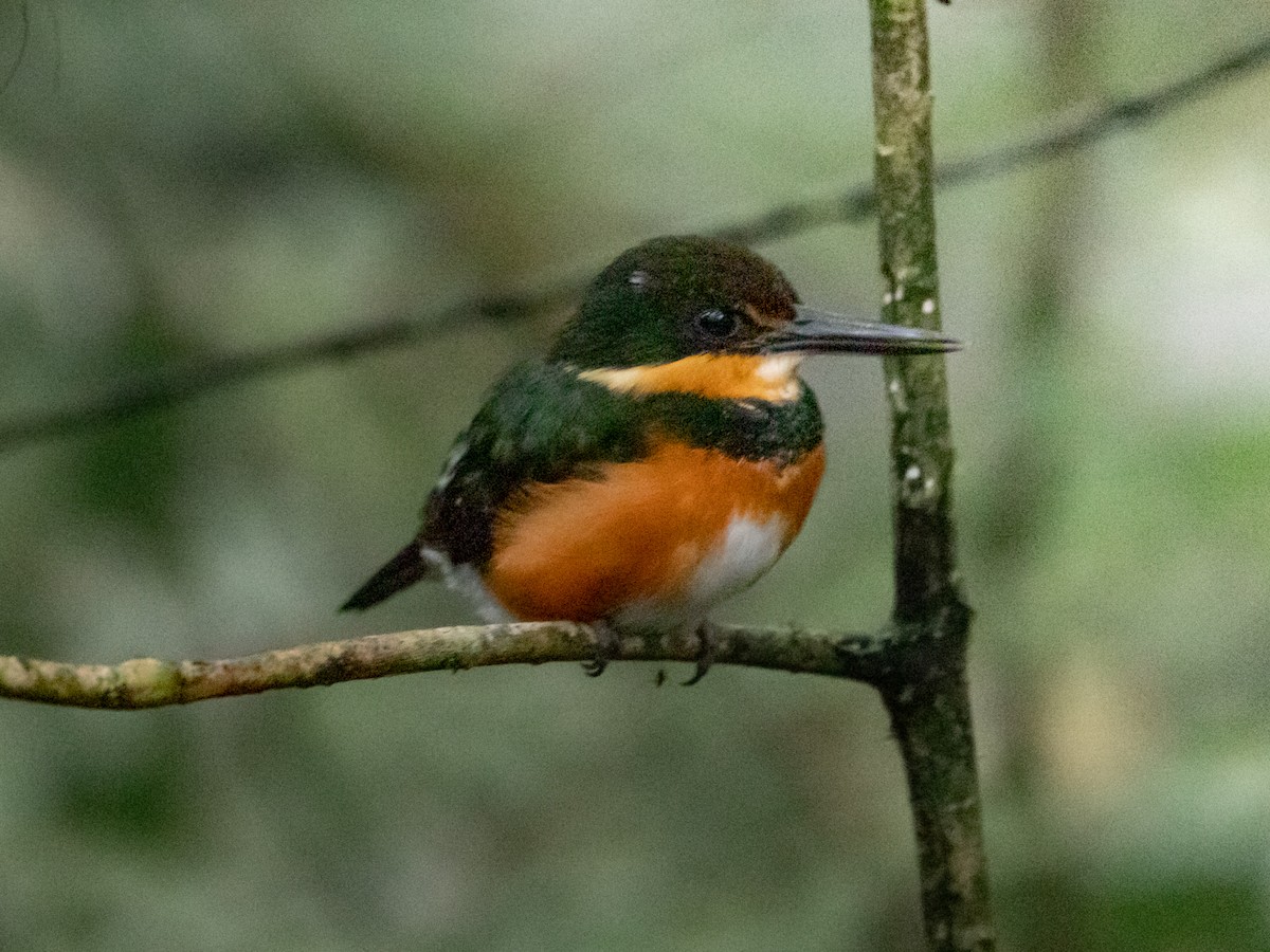 American Pygmy Kingfisher - ML629637506