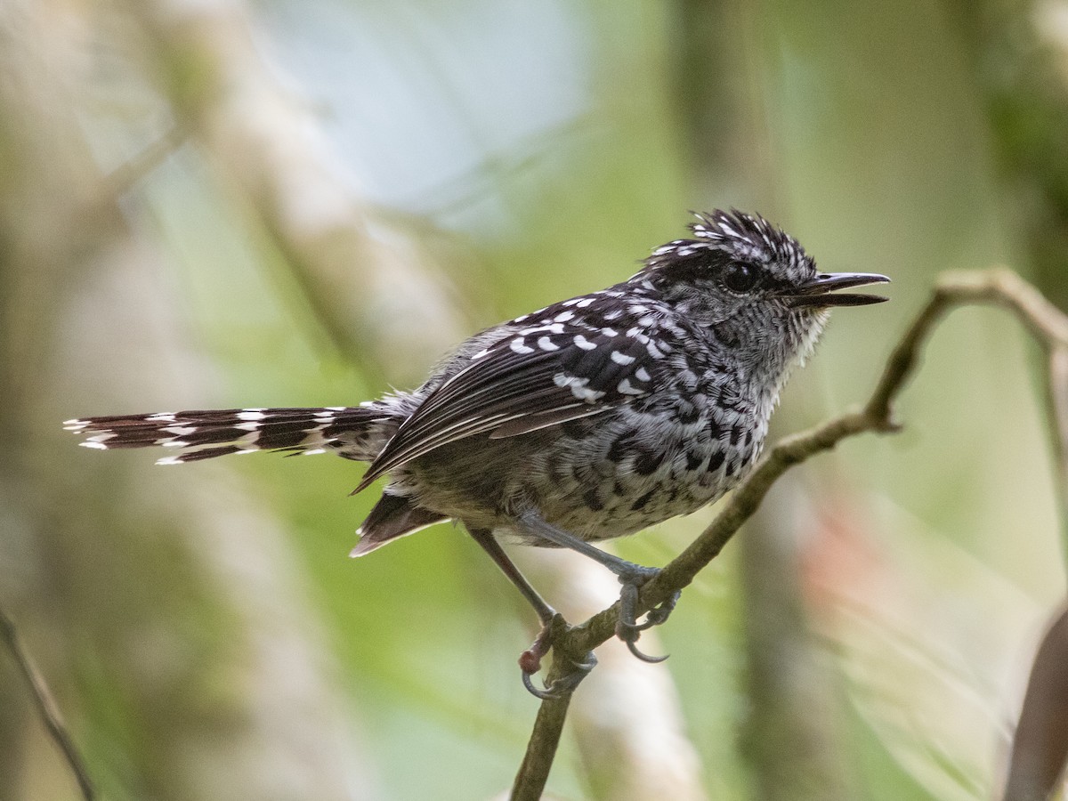 Scaled Antbird - ML629637521