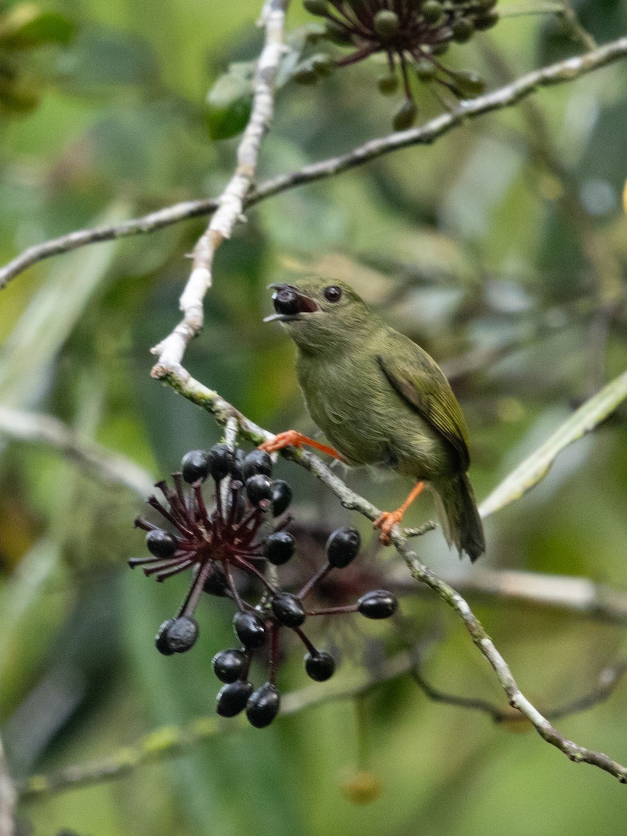 White-bearded Manakin - ML629637528