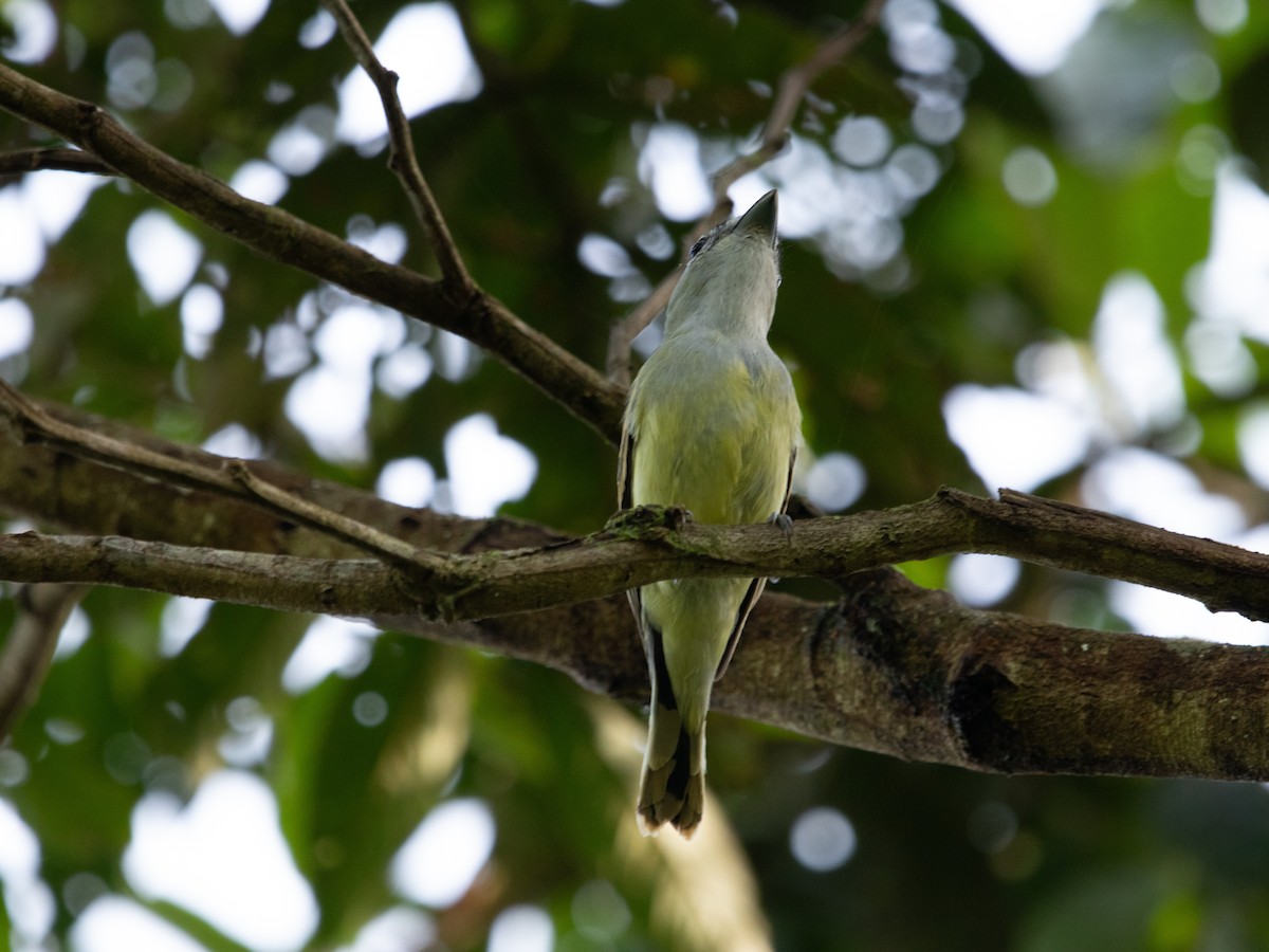 Black-capped Becard - ML629637539