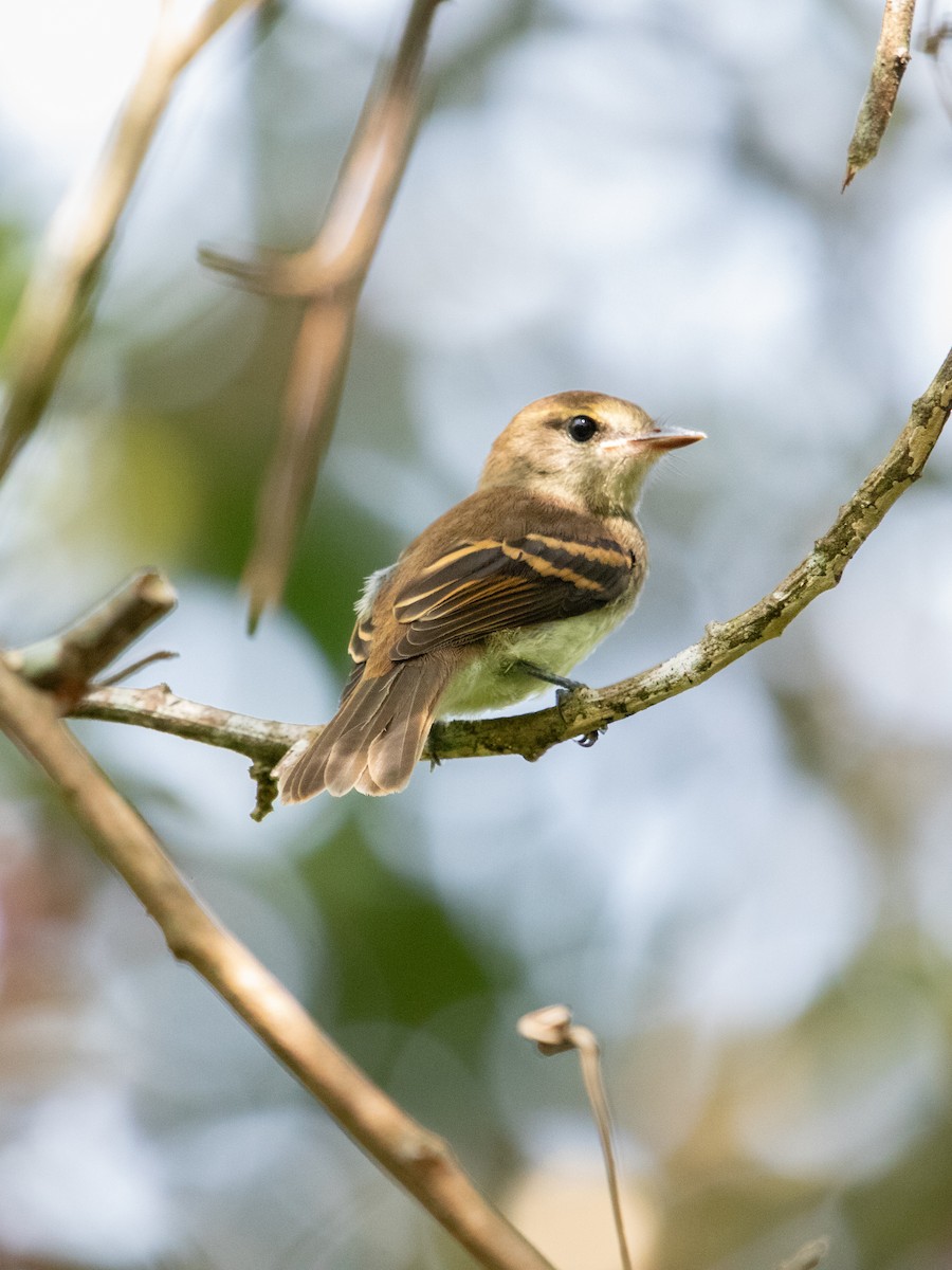 Fuscous Flycatcher - ML629637542