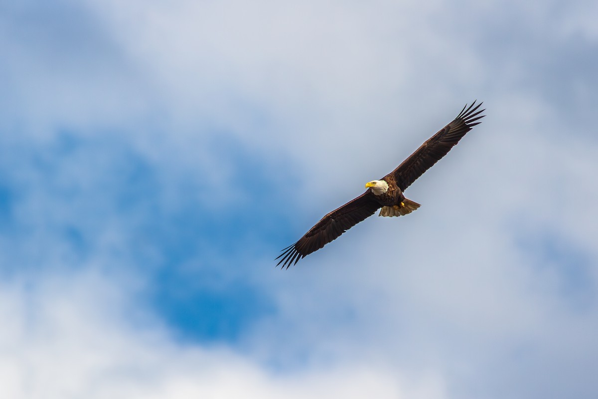 Bald Eagle - ML629637600