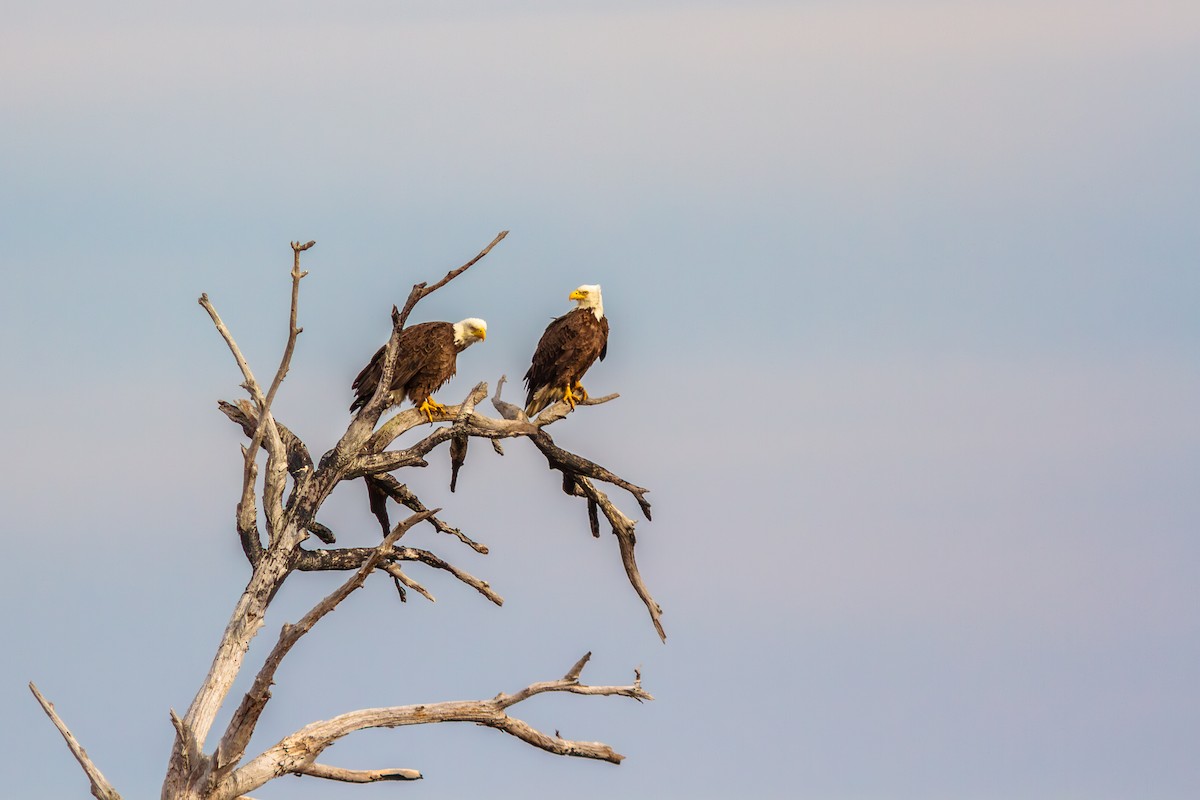 Bald Eagle - ML629637601