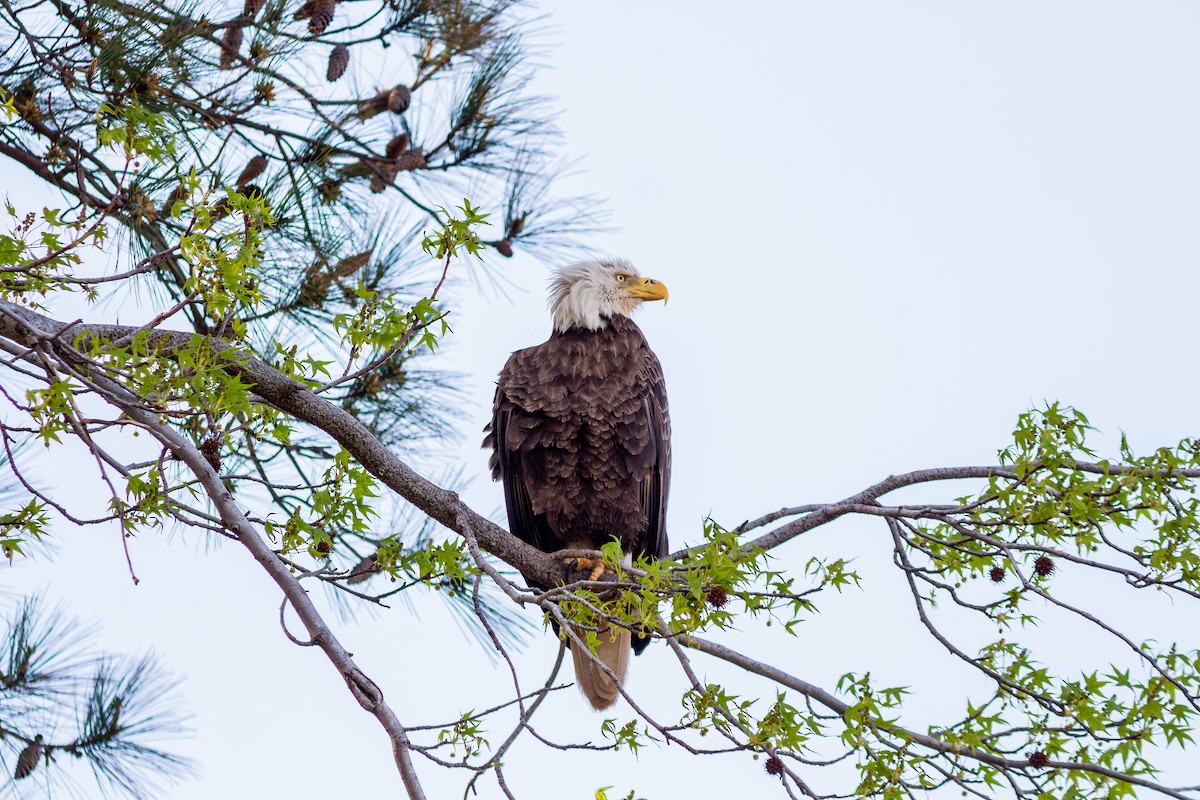 Bald Eagle - ML629637602