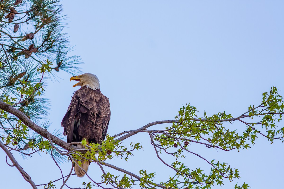 Bald Eagle - ML629637603