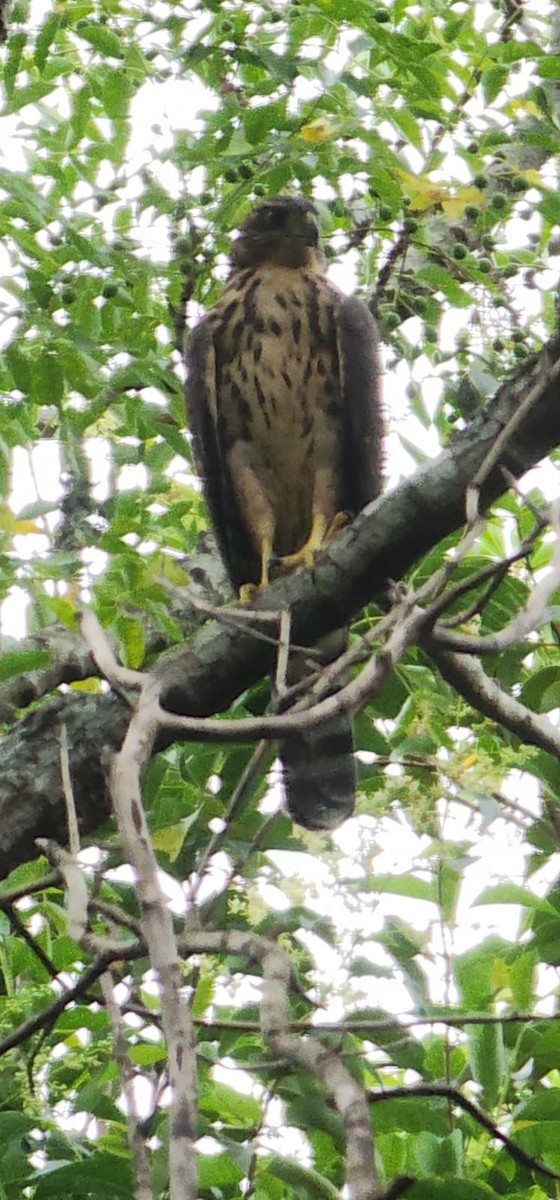 モモアカハイタカ - ML629637716