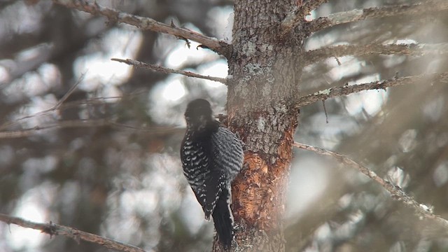 American Three-toed Woodpecker - ML629637772