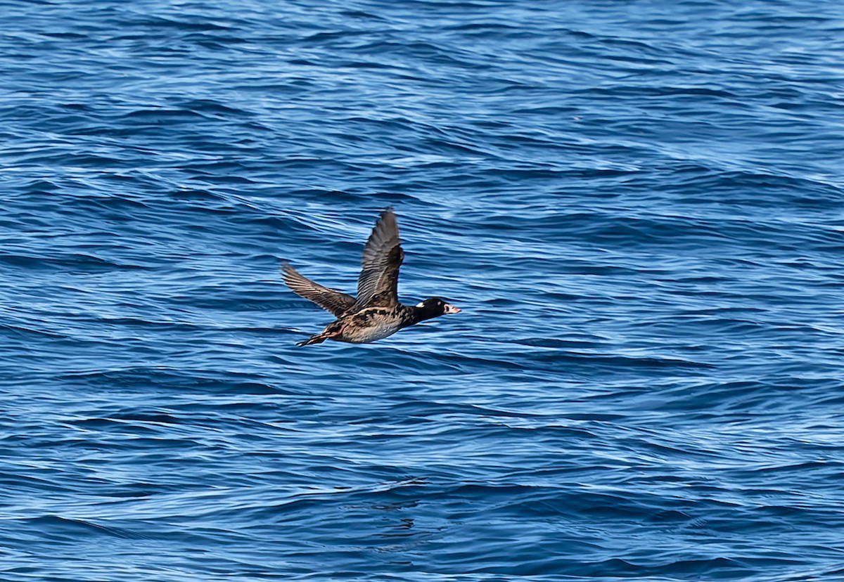 Surf Scoter - ML629638010