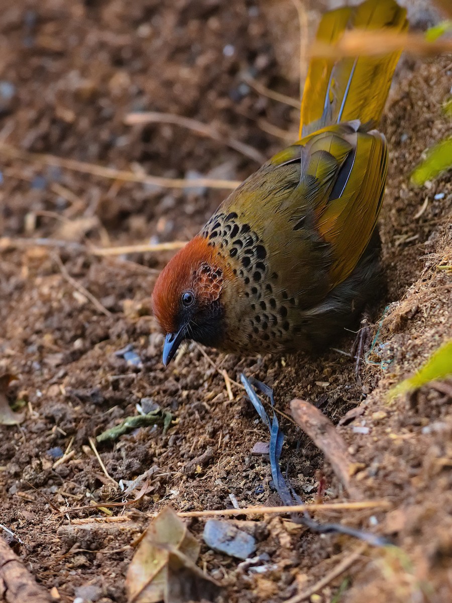 Chestnut-crowned Laughingthrush - ML629638241