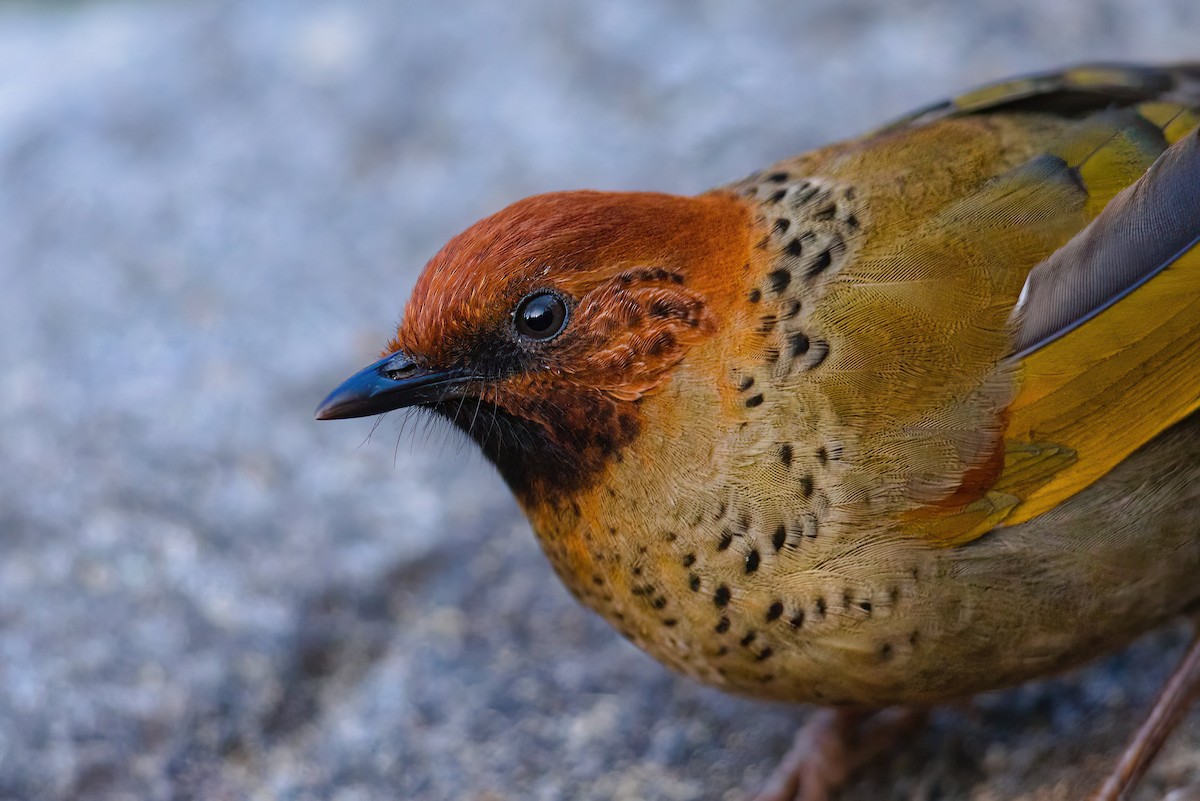 Chestnut-crowned Laughingthrush - ML629638242