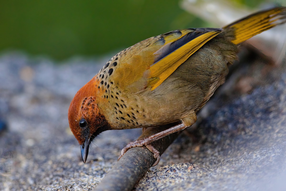 Chestnut-crowned Laughingthrush - ML629638243